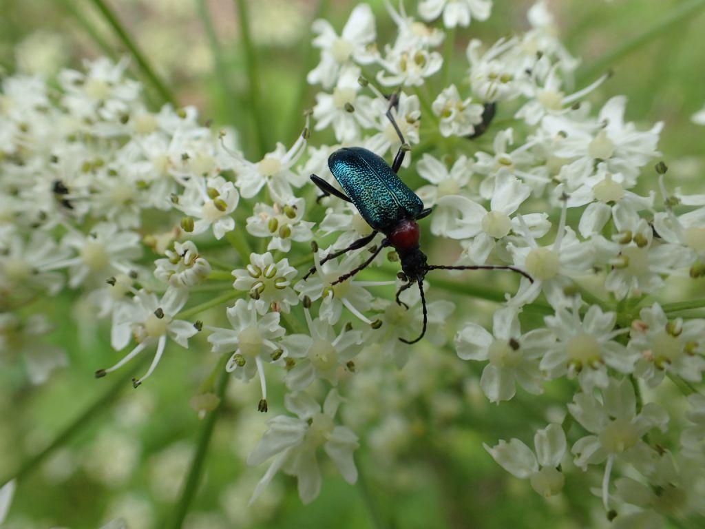 Cerambycidae: Gaurotes virginea